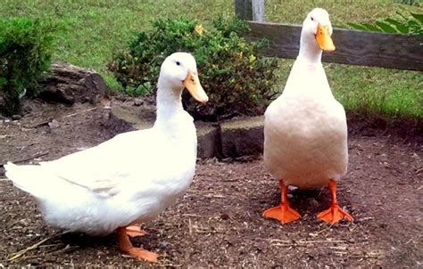 blue white deck|types of ducks white.